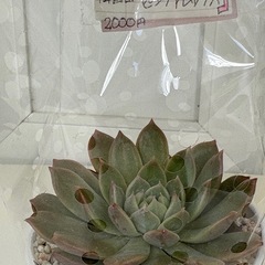多肉植物　エケベリア属　韓国苗　ピンクアレックス の画像