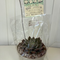 多肉植物　エケベリア属　韓国苗　ピンクアレックス の画像