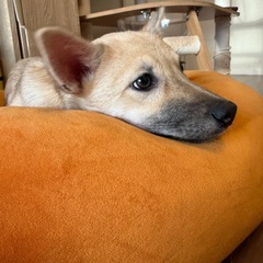 誰にでも優しい💓おっとり優しい『パン』ちゃん