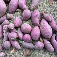 さつまいも　べにはるかの画像