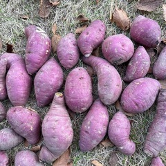さつまいも　べにはるかの画像