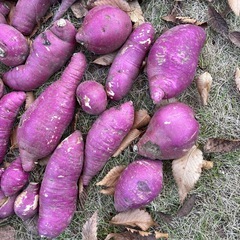 さつまいも　べにはるかの画像