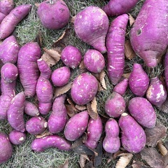 さつまいも　べにはるかの画像