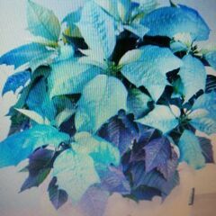 プリンセチア　ポインセチアセットですの画像