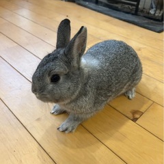 ネザーランド、ホーランドロップ