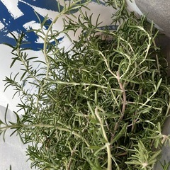 ハーブ　ローズマリー　剪定多量の画像