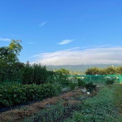 訳あり柿15個（第4弾）の画像