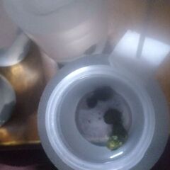 ボトル入りタニシ(5匹)追加品出ししました。の画像