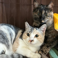 パステル三毛サビ姉妹