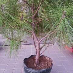 リュウキュウ松の画像