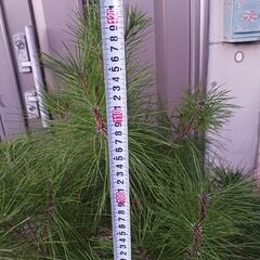 リュウキュウ松の画像