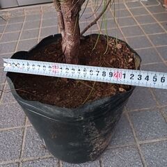 リュウキュウ松の画像