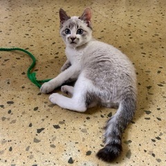 生後約4ヶ月/オスの子猫