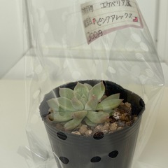 多肉植物　エケベリア属　韓国苗　ピンクアレックス の画像