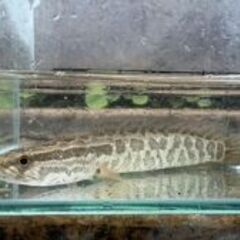 珍！ボトル入りライギョ稚魚1ボトル品出ししました。の画像