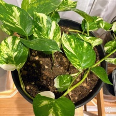 空気清浄効果あり！癒やしの観葉植物2鉢セット (風水にも◎)の画像