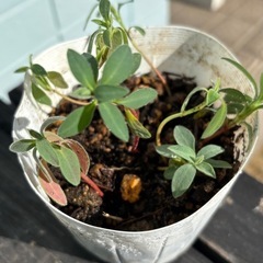 ユーフォルビア カラキアス②
の画像