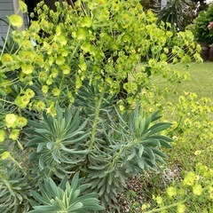 ユーフォルビア カラキアス②
の画像