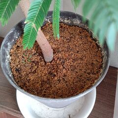 【１２月１５日まで】エバーフレッシュ 高さ 約128cm、横幅 約105cm　斜め 黒い鉢付きセット　植物　木の画像