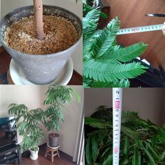 【１２月１５日まで】エバーフレッシュ 高さ 約128cm、横幅 約105cm　斜め 黒い鉢付きセット　植物　木の画像