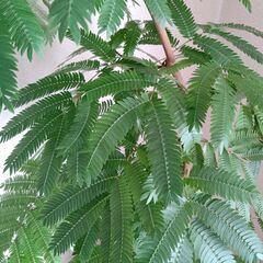 【１２月１５日まで】エバーフレッシュ 高さ 約128cm、横幅 約105cm　斜め 黒い鉢付きセット　植物　木の画像