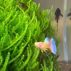 RREAグッピー　ペアの画像