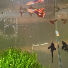 RREAグッピー　ペアの画像