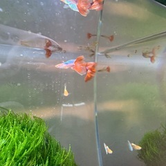 RREAグッピー　ペアの画像