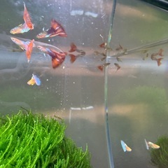 RREAグッピー　ペアの画像