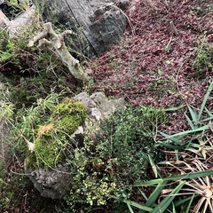 庭石 灯篭 灯籠 燈篭の画像