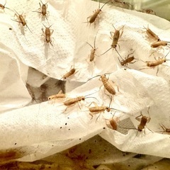 イエコ（コオロギ）【100匹】MSサイズ/8〜12mm程度の画像