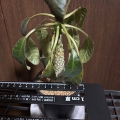 ドルステニア　foetida(フォエチダ)(塊根植物)の画像