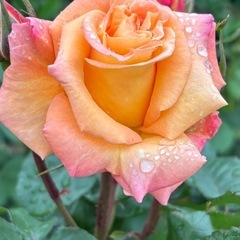 値引き🉐バラ苗の画像