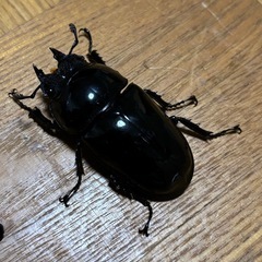 タランドゥスオオツヤクワガタ ペアの画像