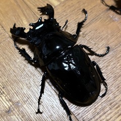 タランドゥスオオツヤクワガタ ペアの画像