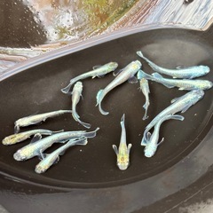 エメキン 1匹あたりの画像