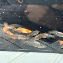 ヒカリ体型メダカ1匹あたりの画像