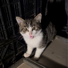 にゃ〜とご飯を催促🍚キジ白✨