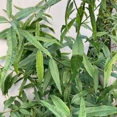 桃の苗木　果樹苗の画像