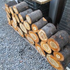 丸太・ 桜 /  原木 広葉樹の画像
