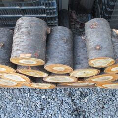 丸太・ 桜 /  原木 広葉樹の画像