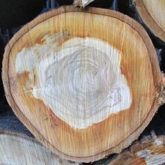 丸太・ 桜 /  原木 広葉樹の画像