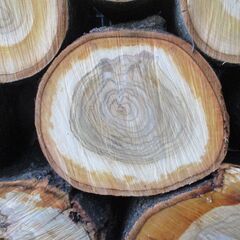 丸太・ 桜 /  原木 広葉樹の画像