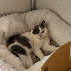 ブリティッシュショートヘア 里親募集