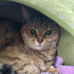 人懐こく控えめな麦わらの女の子♡