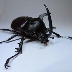 シャムゴホンヅノカブト初二齢幼虫5頭の画像