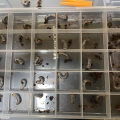 シャムゴホンヅノカブト初二齢幼虫5頭の画像