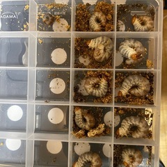 【お取引中】ババオウゴンオニクワガタ初二齢幼虫3頭セットの画像