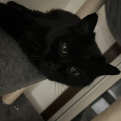 ダブルコートな黒猫さん