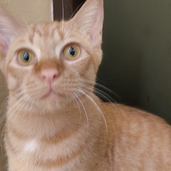 甘えん坊な男の子　陽